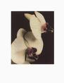 Orchid I