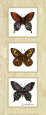 Bright Butterflies