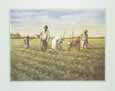 Tabacco Field World Culture African American Culture