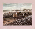 Cotton Pickers World Culture African American Culture