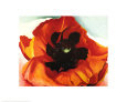 Poppy
