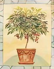 Ardesia