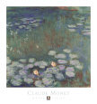 Water Lilies