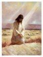 Shepherd