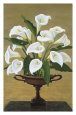 Calla Lilies