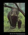 Asian Elephant Animals Elephants