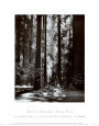 Redwoods: Founders Grove