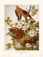 Carolina Pigeon or Turtle Dove