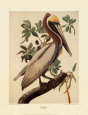 Brown Pelican