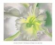 An Orchid, 1941