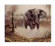 Elephant in the Dust Animals Elephants