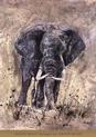 The Majestic One Animals Elephants