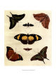 Butterfly Melage IV