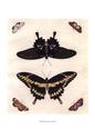Butterfly Melage III