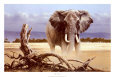 The Sentinel Animals Elephants