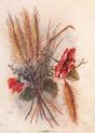 Antique Print-Poppy