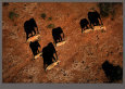 Elephants at Amboseli National Park