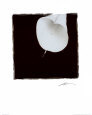 Calla Lily
