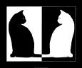 Black and White Cats