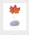 Maple Leaf and Rock