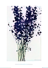 Delphinium