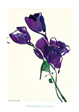 Lysianthus