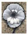 Poppy Love II