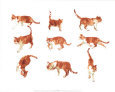 The Red Cat