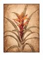 Tropical Study II