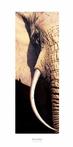 Tusk