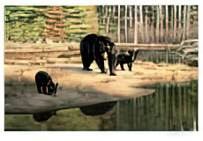 Black Bear Family
