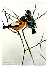 April Willow - Evening Grosbeak