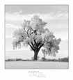 Oak Tree