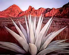 Century Plant