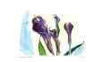 Calla Lilies / Blue