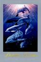Dolphin Dreams