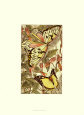 Dancing Butterfly II