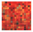 Lichen Garden Abstract Color
