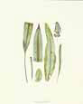 Fossil Flora VI