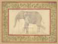 Indian Elephant