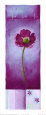 Poppies Blues IV