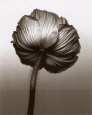 Poppy Back