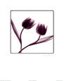 Mark Baker Tulip Impressions III Print