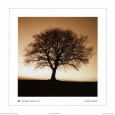 Mark Baker Winter Tree No. 2 Print