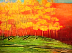 Maple Road