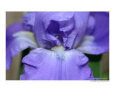 Purple Iris