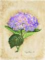 Blooming Hydrangea
