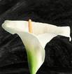Calla Lily