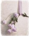 Hanging Lizianthus