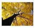 Golden Tree on an Autumn day in NYC Emerging Artists Art on the Verge